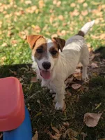 Trixie, a female Jack Russell Terrier for sale in Montrose, CO – Photo 4 of 7