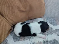 Trixie, a female Jack Russell Terrier for sale in Montrose, CO – Photo 3 of 7