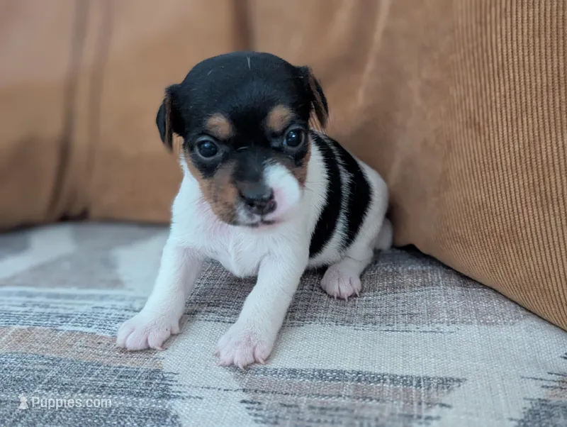 Trixie – Jack Russell Terrier puppy for sale in Montrose, CO