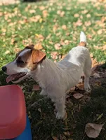 Trixie, a female Jack Russell Terrier for sale in Montrose, CO – Photo 6 of 7