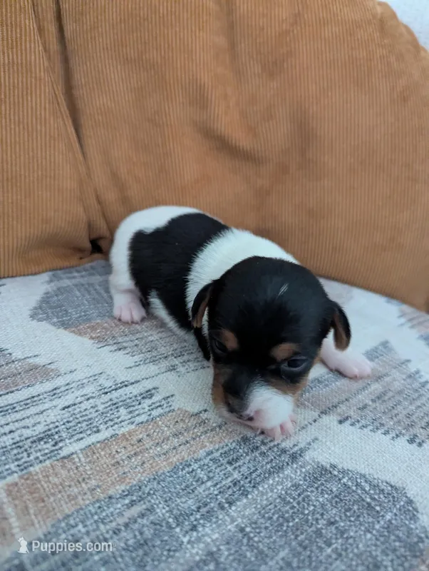 Trixie – Jack Russell Terrier puppy for sale in Montrose, CO