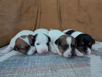 Trixie, a female Jack Russell Terrier for sale in Montrose, CO – Photo 2 of 7