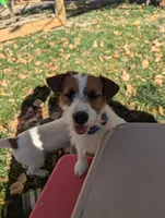 Trixie, a female Jack Russell Terrier for sale in Montrose, CO – Photo 5 of 7