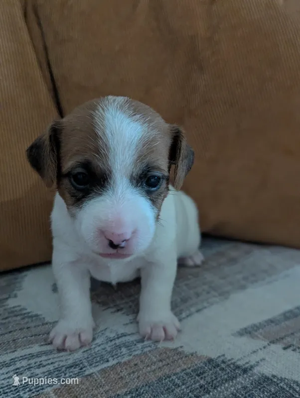 Zeke – Jack Russell Terrier puppy for sale in Montrose, CO
