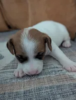 Zeke, a male Jack Russell Terrier for sale in Montrose, CO – Photo 2 of 8