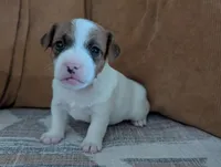 Zeke, a male Jack Russell Terrier for sale in Montrose, CO – Photo 4 of 8