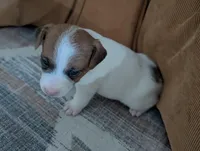 Zeke, a male Jack Russell Terrier for sale in Montrose, CO – Photo 3 of 8