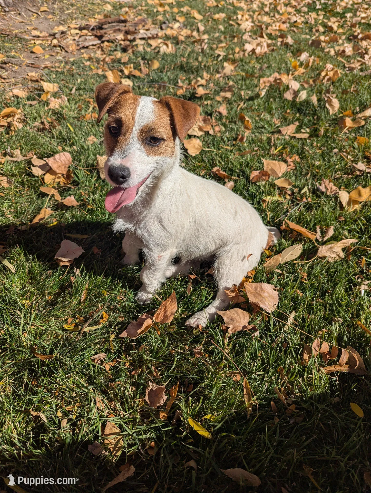 Zeke, a male Jack Russell Terrier for sale in Montrose, CO – Photo 6 of 8