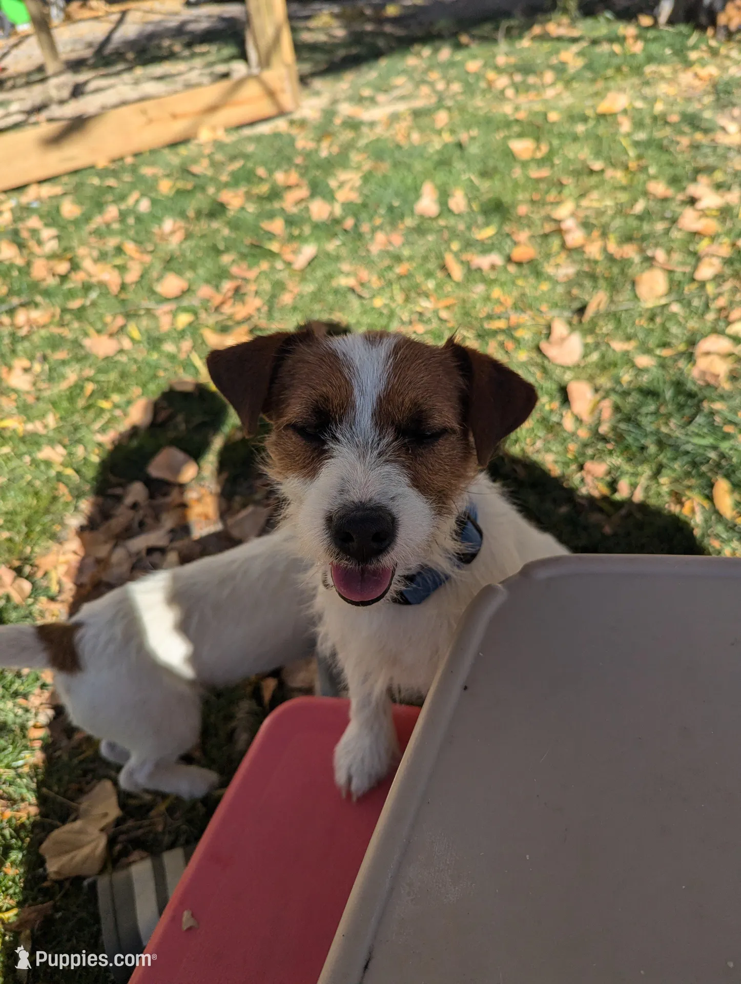 Zeke, a male Jack Russell Terrier for sale in Montrose, CO – Photo 7 of 8
