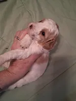 Maggie, a female Cavapoo for sale in Columbia City, IN – Photo 4 of 6