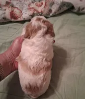 Maggie, a female Cavapoo for sale in Columbia City, IN – Photo 2 of 6