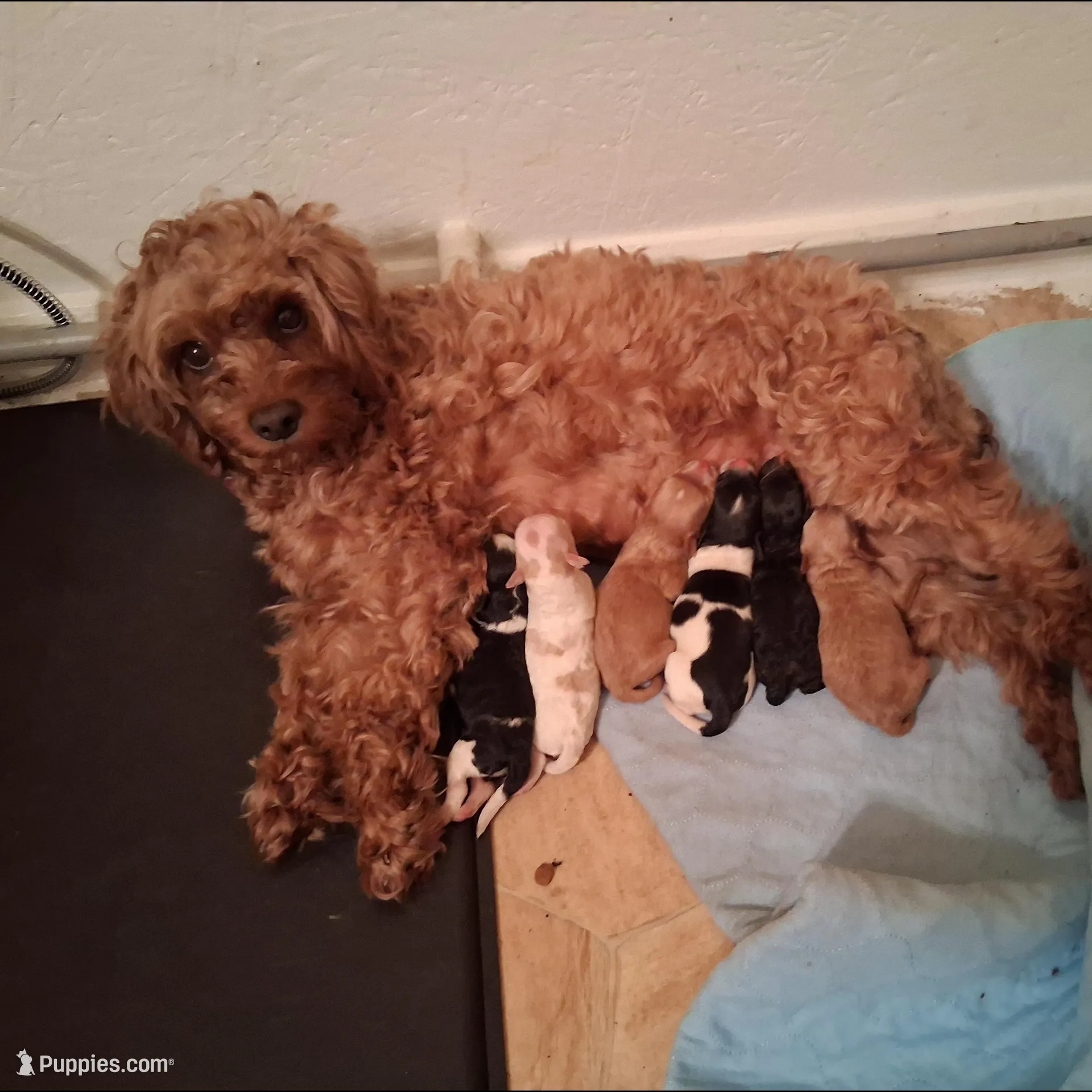 Maggie, a female Cavapoo for sale in Columbia City, IN – Photo 5 of 6