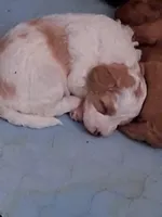 Maggie, a female Cavapoo for sale in Columbia City, IN – Photo 3 of 6