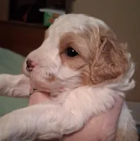 Maggie, a female Cavapoo for sale in Columbia City, IN – Photo 1 of 6