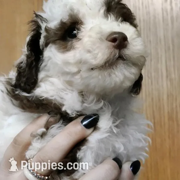 Oreo, a female Cavapoo for sale in Columbia City, IN – Photo 6 of 6