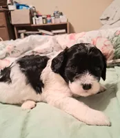 Oreo, a female Cavapoo for sale in Columbia City, IN – Photo 4 of 6