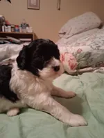 Oreo, a female Cavapoo for sale in Columbia City, IN – Photo 3 of 6