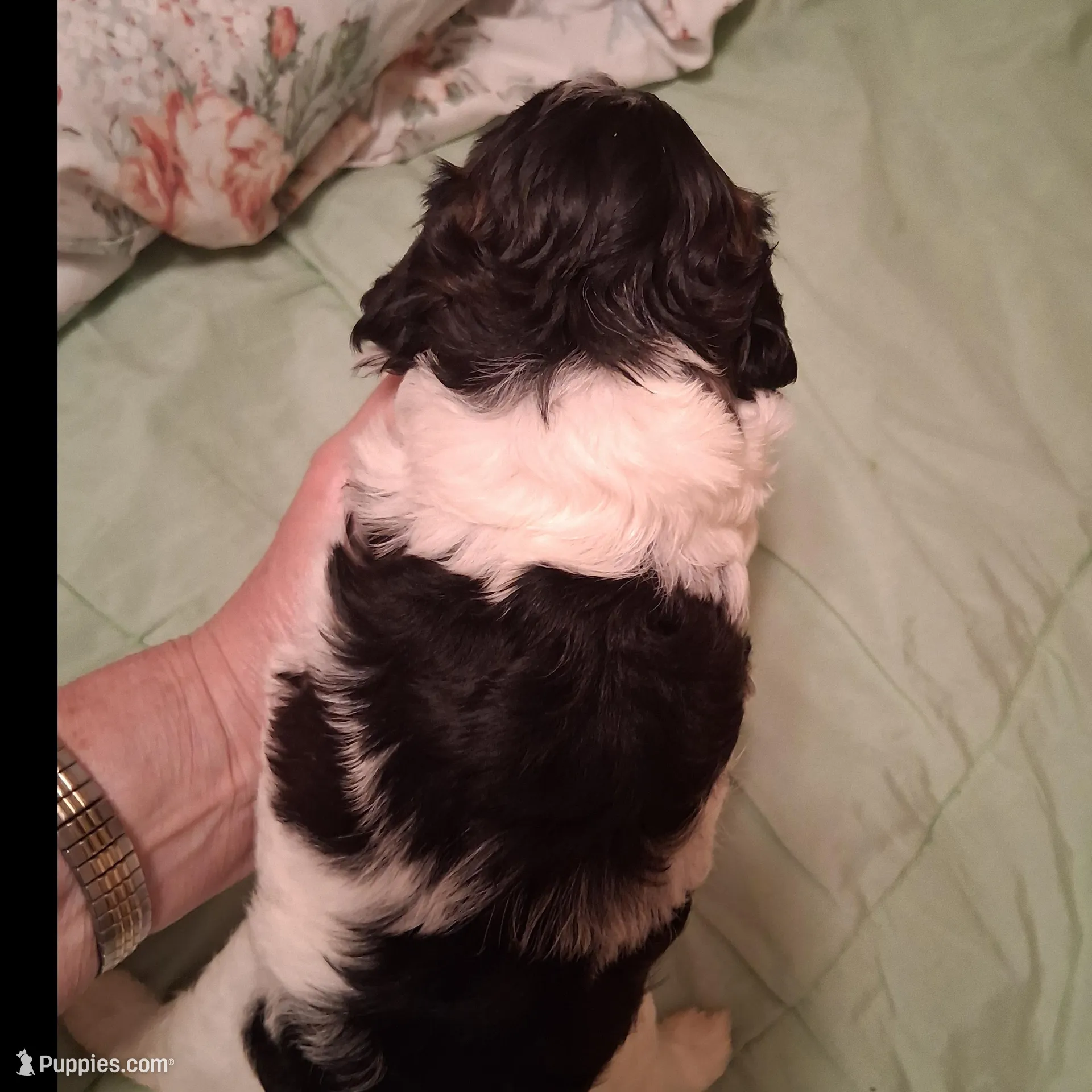 Oreo, a female Cavapoo for sale in Columbia City, IN – Photo 2 of 6