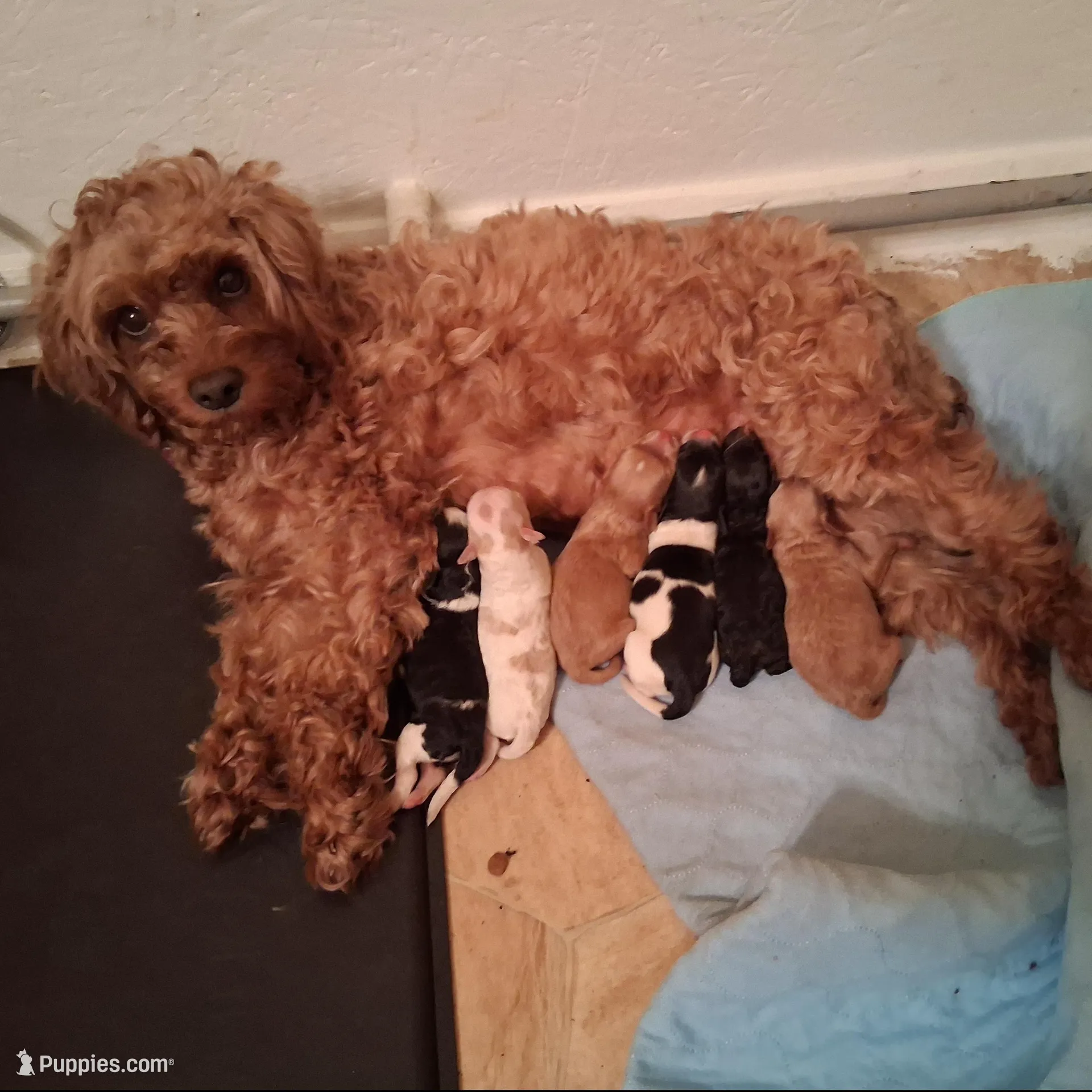 Oreo, a female Cavapoo for sale in Columbia City, IN – Photo 5 of 6