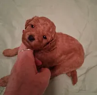 Cutie, a female Cavapoo for sale in Columbia City, IN – Photo 4 of 8