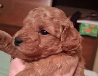 Cutie, a female Cavapoo for sale in Columbia City, IN – Photo 1 of 8
