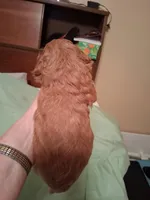 Cutie, a female Cavapoo for sale in Columbia City, IN – Photo 3 of 8