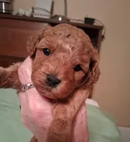 Cutie, a female Cavapoo for sale in Columbia City, IN – Photo 6 of 8