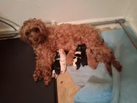 Cutie, a female Cavapoo for sale in Columbia City, IN – Photo 7 of 8