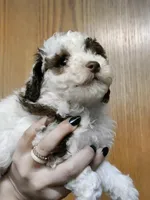 Cutie, a female Cavapoo for sale in Columbia City, IN – Photo 8 of 8