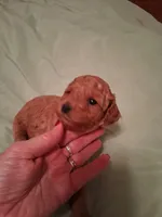 Cutie, a female Cavapoo for sale in Columbia City, IN – Photo 5 of 8