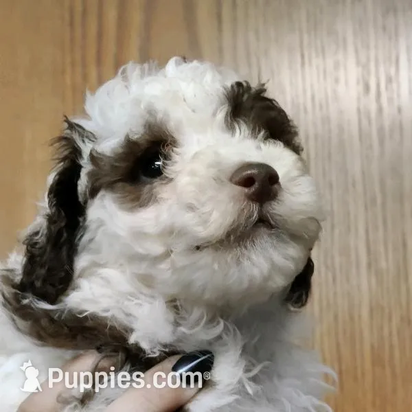 Scarlet, a female Cavapoo for sale in Columbia City, IN – Photo 8 of 8