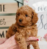 Scarlet, a female Cavapoo for sale in Columbia City, IN – Photo 1 of 6