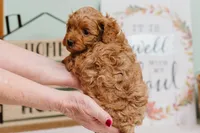 Scarlet, a female Cavapoo for sale in Columbia City, IN – Photo 2 of 6