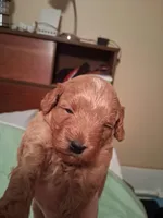 Scarlet, a female Cavapoo for sale in Columbia City, IN – Photo 5 of 8