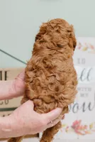 Scarlet, a female Cavapoo for sale in Columbia City, IN – Photo 3 of 6