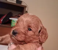 Scarlet, a female Cavapoo for sale in Columbia City, IN – Photo 3 of 8