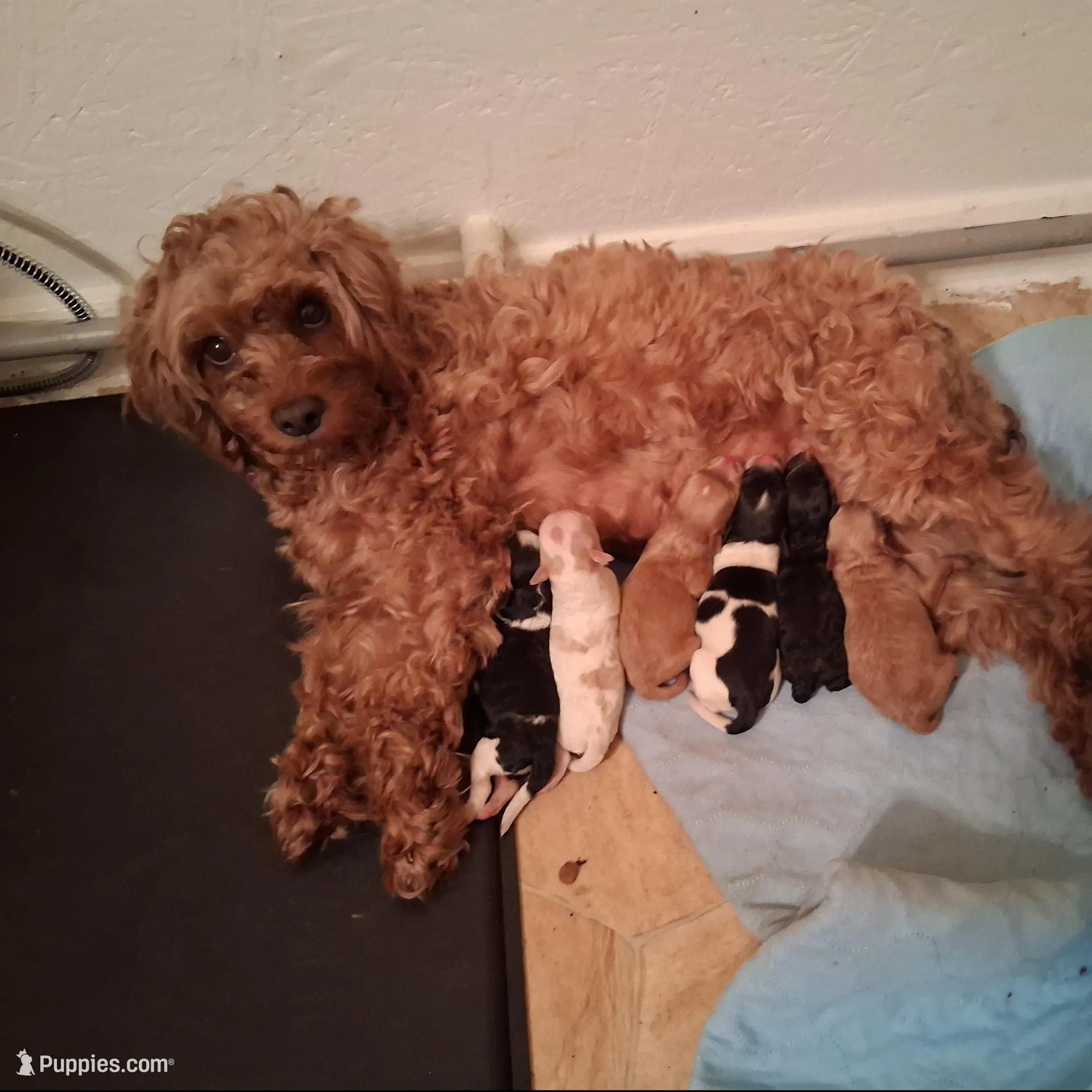 Scarlet, a female Cavapoo for sale in Columbia City, IN – Photo 7 of 8