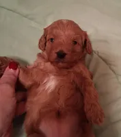 Scarlet, a female Cavapoo for sale in Columbia City, IN – Photo 4 of 8