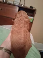 Scarlet, a female Cavapoo for sale in Columbia City, IN – Photo 2 of 8