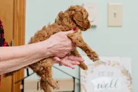 Scarlet, a female Cavapoo for sale in Columbia City, IN – Photo 4 of 6