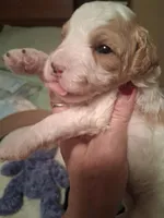 Molly, a female Cavapoo for sale in Columbia City, IN – Photo 1 of 5