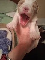 Molly, a female Cavapoo for sale in Columbia City, IN – Photo 2 of 5