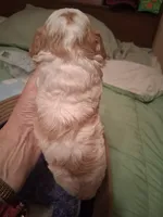 Molly, a female Cavapoo for sale in Columbia City, IN – Photo 3 of 5