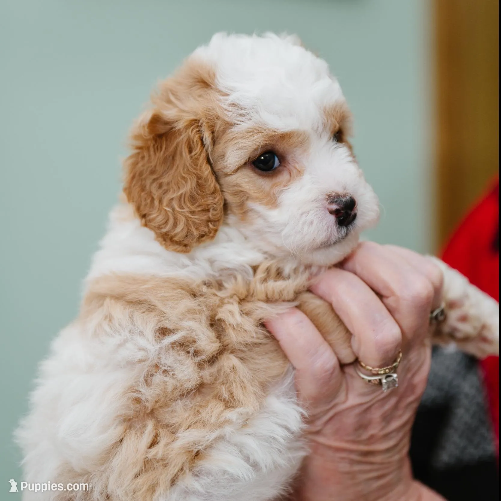 Molly, a female Cavapoo for sale in Columbia City, IN – Photo 5 of 5