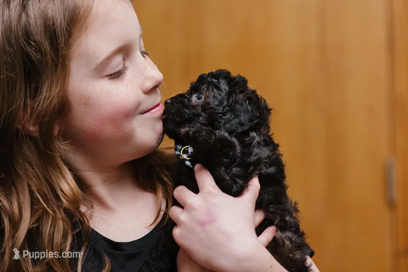 Harper – Cavapoo puppy for sale in Columbia City, IN