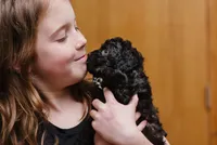 Harper, a female Cavapoo for sale in Columbia City, IN – Photo 1 of 7
