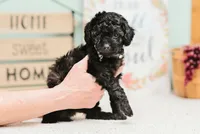 Harper, a female Cavapoo for sale in Columbia City, IN – Photo 3 of 7