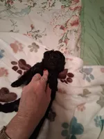 Harper, a female Cavapoo for sale in Columbia City, IN – Photo 4 of 6