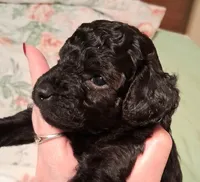 Harper, a female Cavapoo for sale in Columbia City, IN – Photo 1 of 6