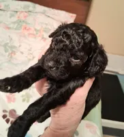 Harper, a female Cavapoo for sale in Columbia City, IN – Photo 2 of 6